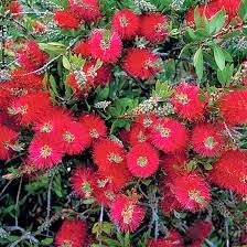 [Splendens%2520Bottlebrush%255B3%255D.jpg]