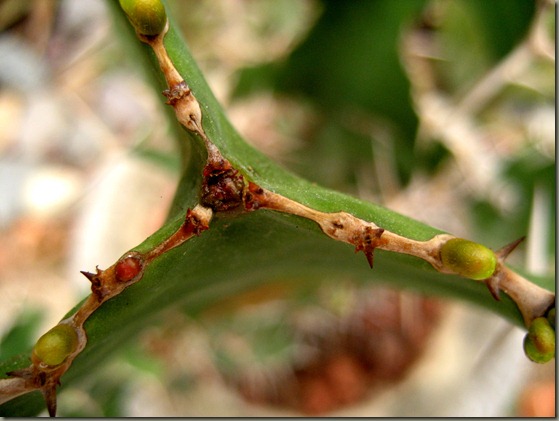 Cactus Cactus