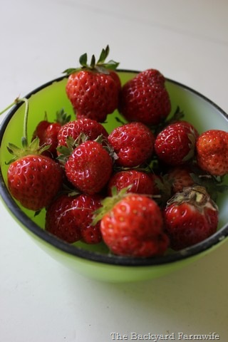 [strawberries%252010%255B7%255D.jpg]