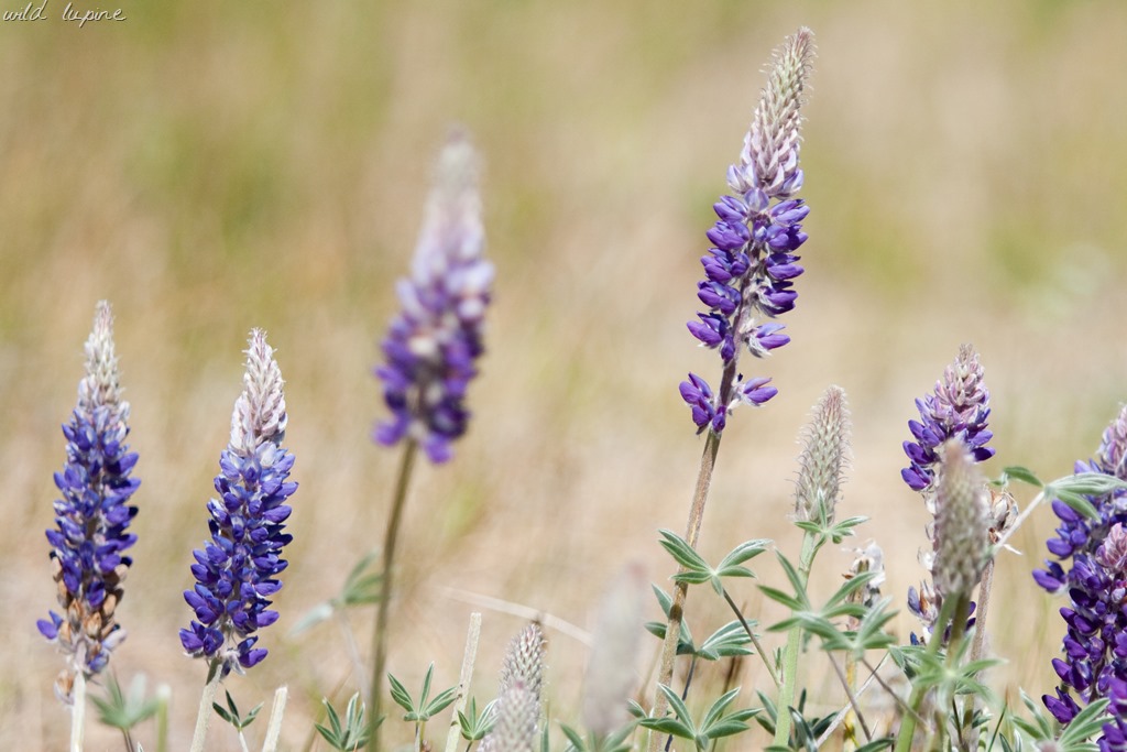 [20130625-IMG_238910.jpg]