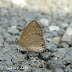 Lycaenidae%25252c%252520prosotas%252520nora%25252c%252520common%252520lineblue