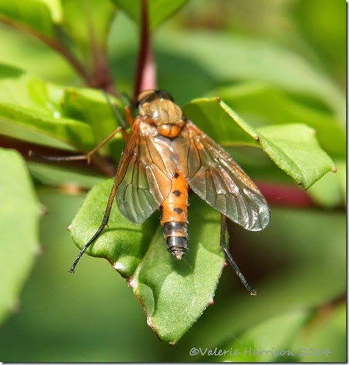 Snipe fly Rhagio tringarius