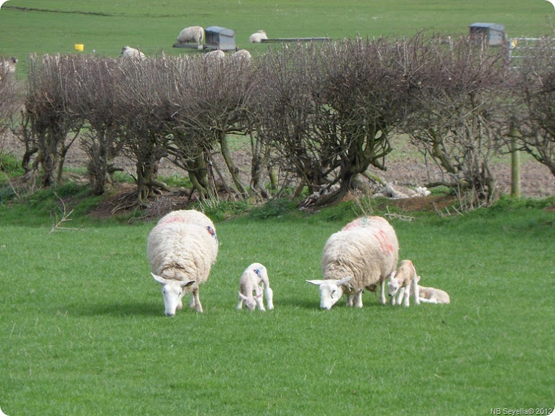 SAM_0037 Lambs