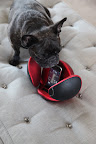 Why Sharkey! The ball opens out like wings and it has an iPod dock.  Don't you think it has really great sound?  We can definitely share this!