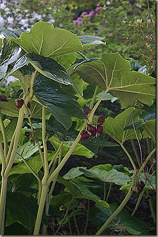 Podophyllum_pleianthum051206_2