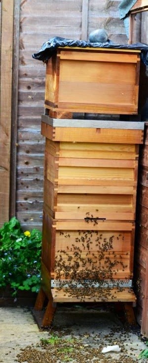 Bee - two brood boxes plus supers