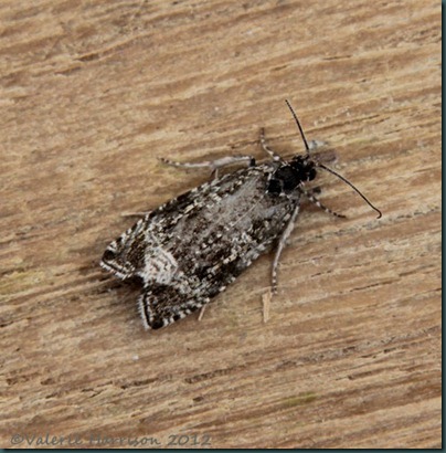 celypha-lacunana celypha-lacunana