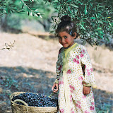 Morocco - Olive%252520Harvest%2525202004%25252004.jpg