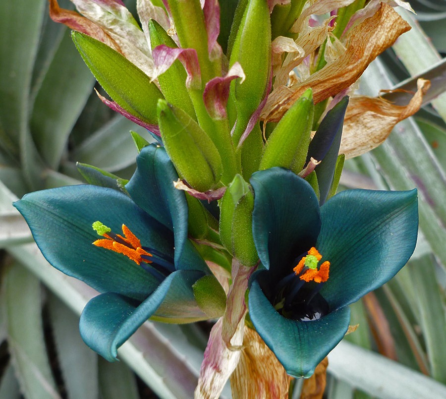 [Puya-alpestris-flower_013.jpg]