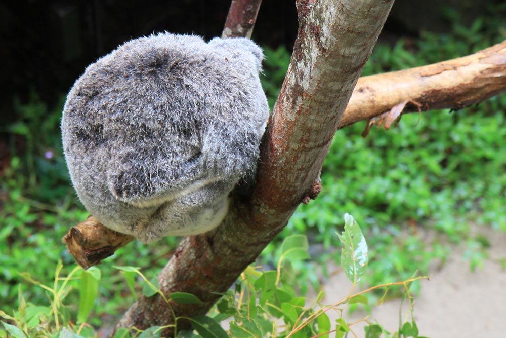 Sleepy koala