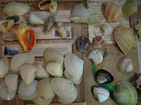 IMG_4667.jpg