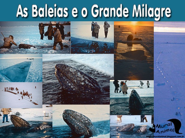 [milagre-baleias%255B3%255D.jpg]