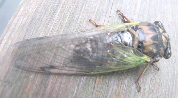 [cicada%2520bug1%255B3%255D.jpg]