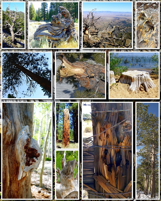 [2012-Tree-Textures-028.jpg]