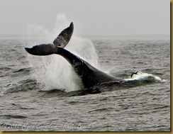 bo HUMPBACK TAIL bREACH MSB_7363 NIKON D300S June 12, 2011