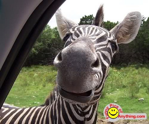 Funny Face Closeup Photo of Zebra