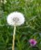 [1-0-dandelion_-Taraxacum-Officinale_seeds%255B24%255D.jpg]