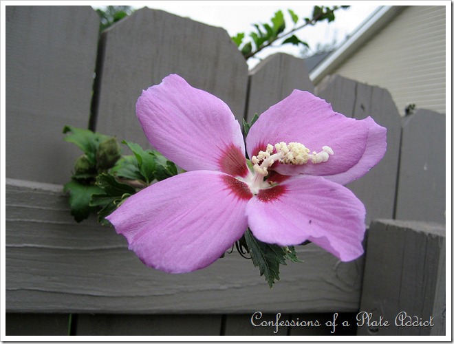 rose of sharon