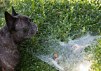 A Lesson in Spider Webs