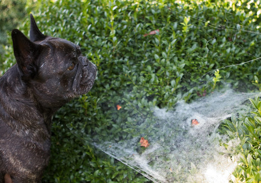 Sharkey, morning is a very good time to look for spider webs because the webs attract the morning dew, making them easy to spot. Sharkey, morning is a very good time to look for spider webs because the webs attract the morning dew, making them easy to spot.