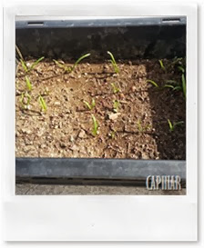 Sementeira de alho-francês