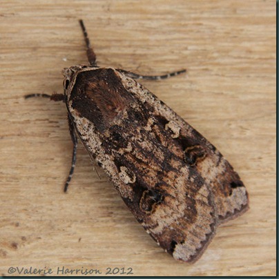 Large-Yellow-Underwing-4 Large-Yellow-Underwing-4