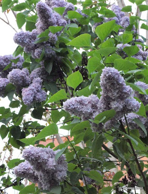 Syringa vulgaris - Lilas commun