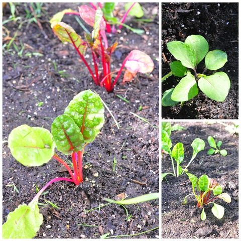 [swiss_chard_LR%255B2%255D.jpg]