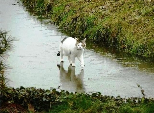 [strange-cats-expain-that-13%255B2%255D.jpg]