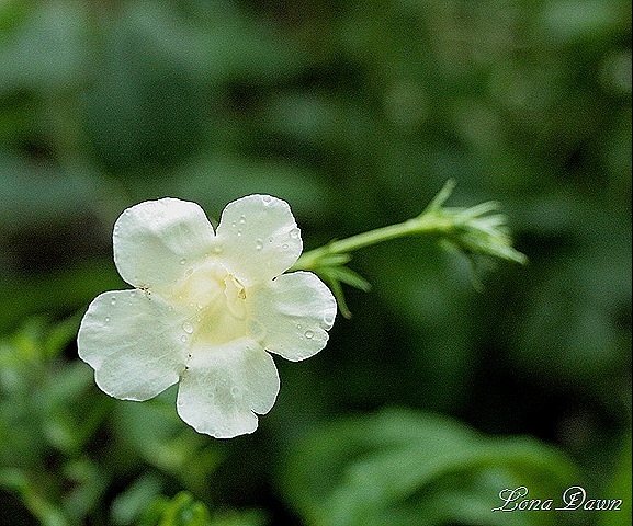 [Summer_Gloxinia_CheronWhite%255B7%255D.jpg]