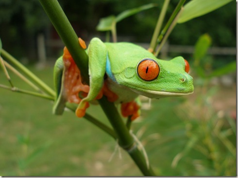 red_eye_tree_frog