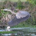 Blue Heron