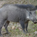 wild boar