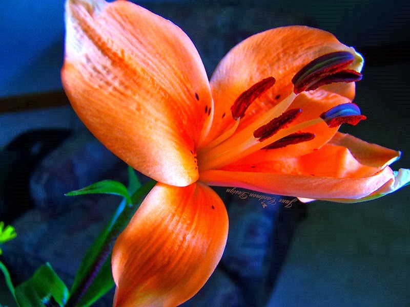 [Lily_PSCC%255B3%255D.jpg]