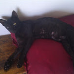 Bones, scuffy, badly coordinated cat, but we love her