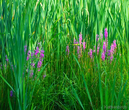 4. purple loosestrife-kab