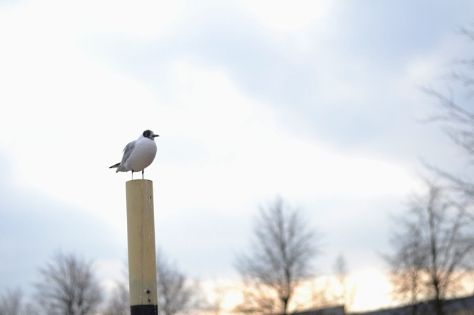 DSC_0037 DSC_0037