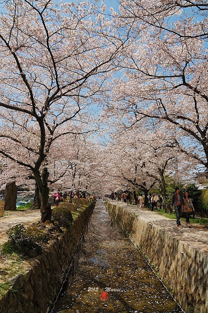 京都白川疏水櫻花
