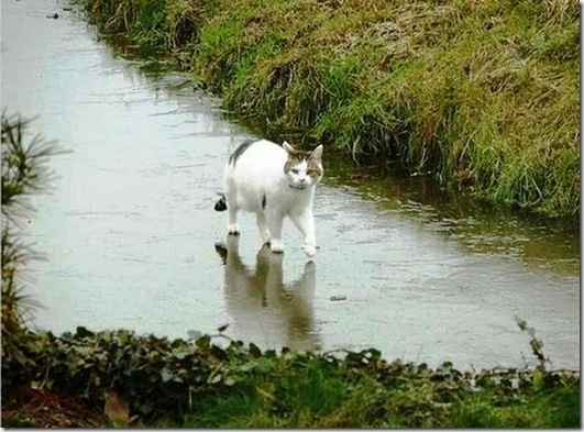 strange-cats-expain-that-13