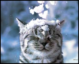 cat and snow