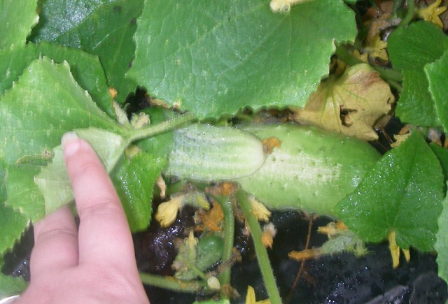 [Garden1%255B3%255D.jpg]