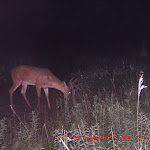 Eichelbergers 9-8-07 026.JPG