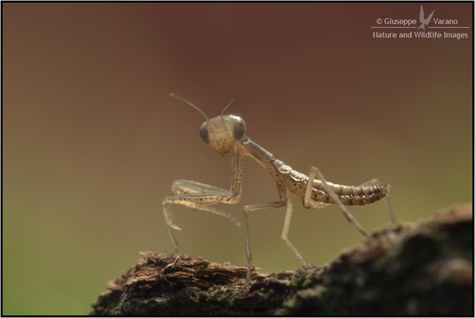 Mantide religiosa - Praying mantid ( Mantis religiosa )05071150D7094