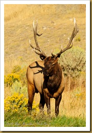 Elk (Wapiti) (Cervus canadensis