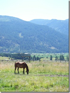 Why do we make things so confusing?  Look at this horse!  He seems pretty happy just to have food and space to run around.  Plus he's got a great view.