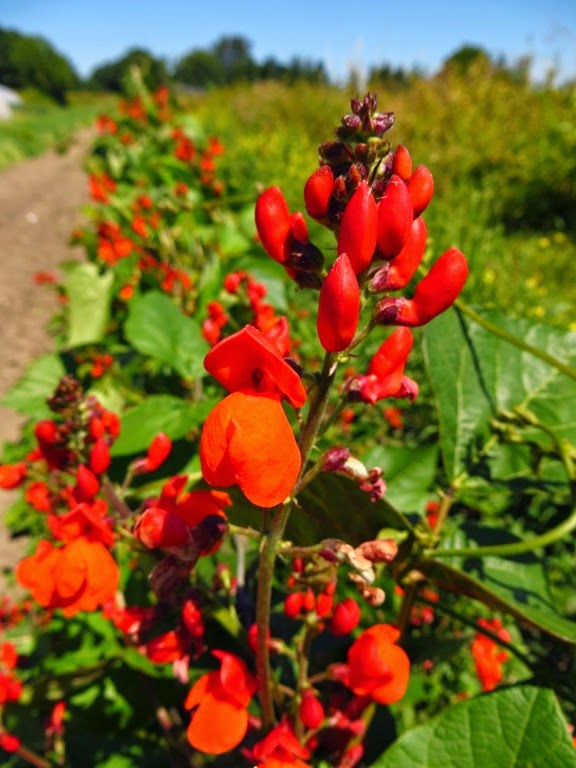 [Scarlet%2520runner%2520beans%25201%255B3%255D.jpg]