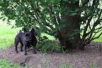 Sharkey!  I see something curious over there on the grass!