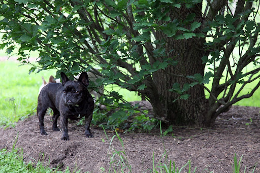 Sharkey!  I see something curious over there on the grass!