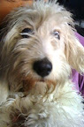 KIVA