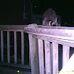 Racoon 009.JPG